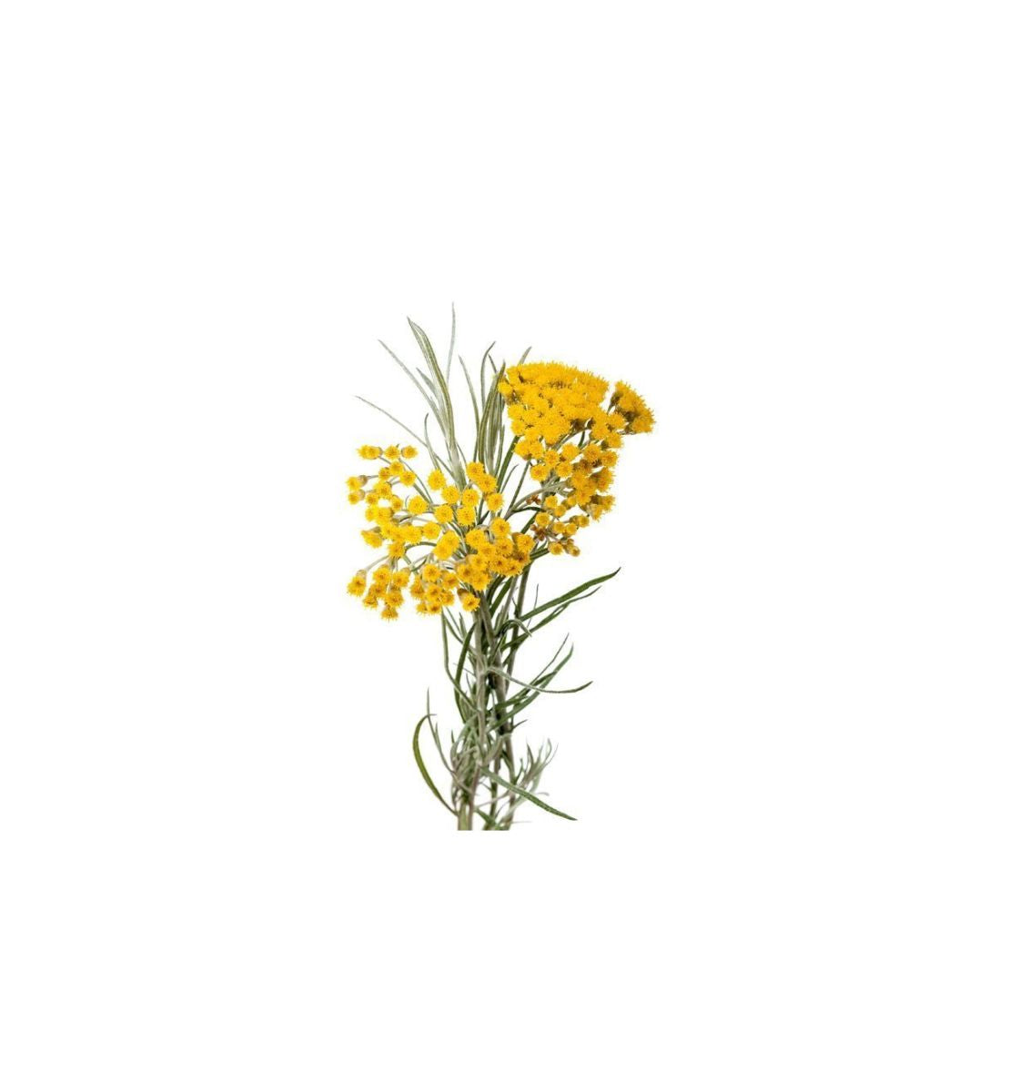 Helichrysum essential oil profile, benefits, and uses by Aroma Thyme
