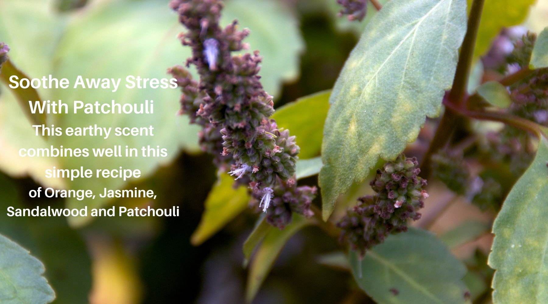 Small glass bottle of patchouli essential oil perfume blend surrounded by dried patchouli leaves