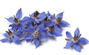 plant of purple  tansy flowers